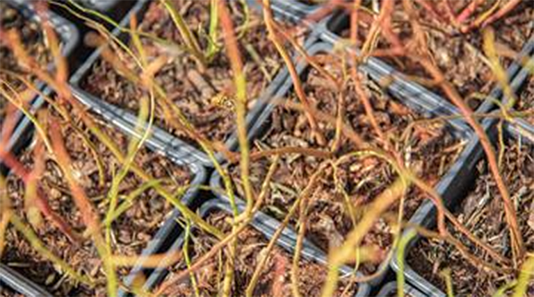 blueberry plants