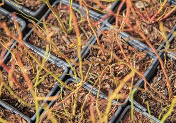 blueberry plants
