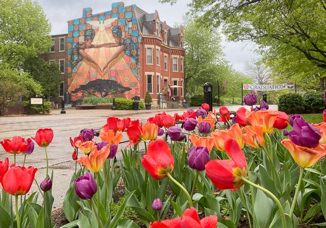 Tulips and Laval House Mural lining each side of Academic Walk outside on campus