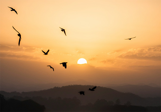 Silhouetted birds fly against a warm sunrise over the moutains.