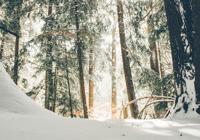 A blustery winter scene in a forest with the sun shining behind the trees.