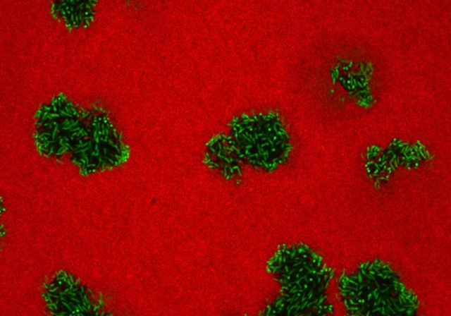 bacterial mutants