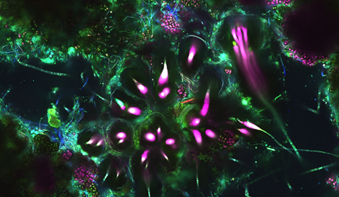 Confocal microscope image of a stromatolite