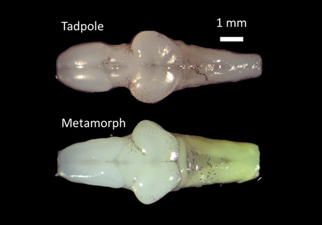 Amphibian Embryos