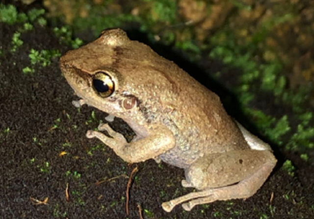 Amphibian