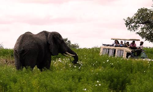 Elephant in the jungle