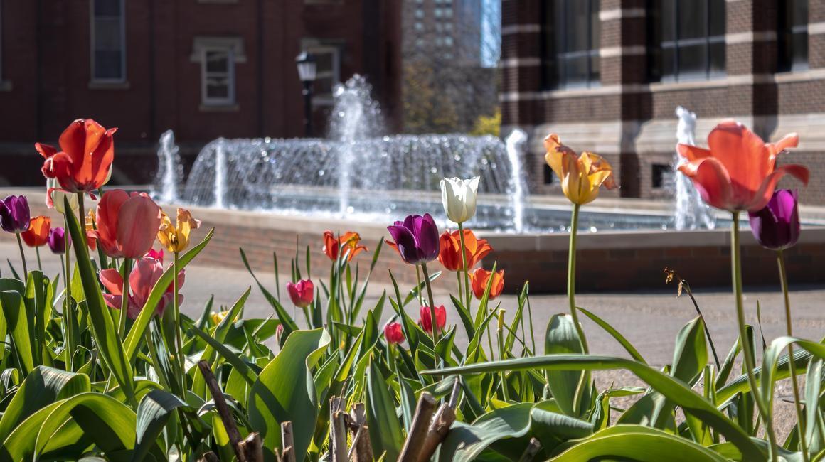 Tulips in bloom by the fountain on campus.