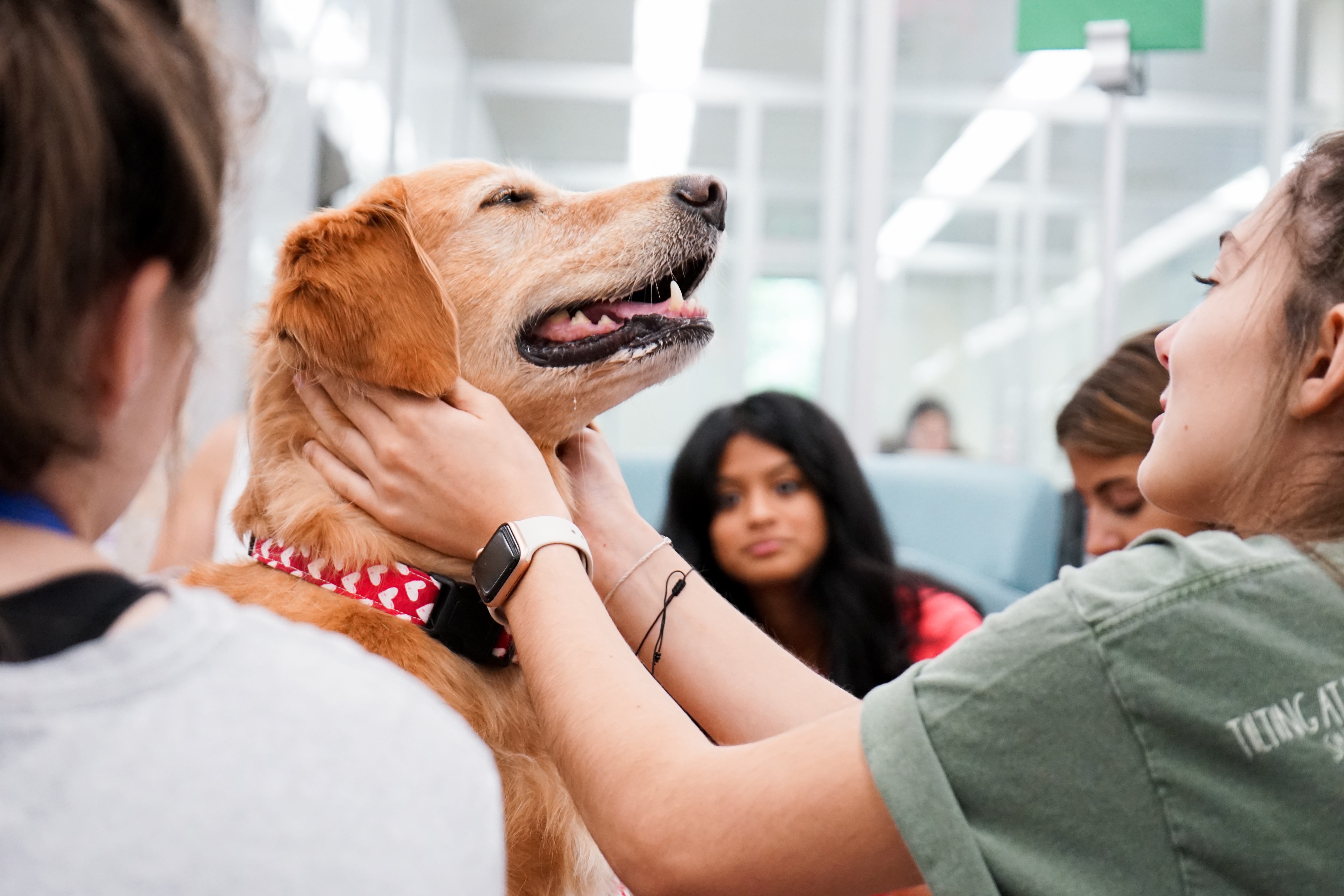 therapy dogs