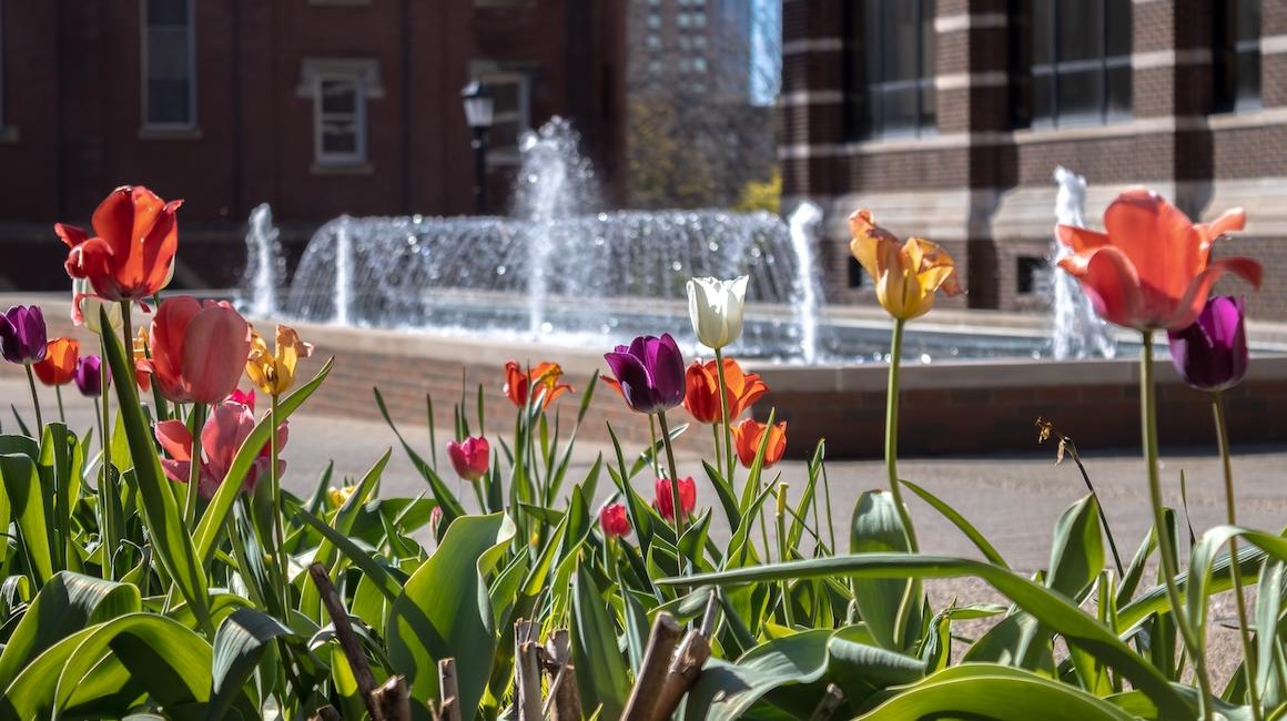 Photo of campus flowers