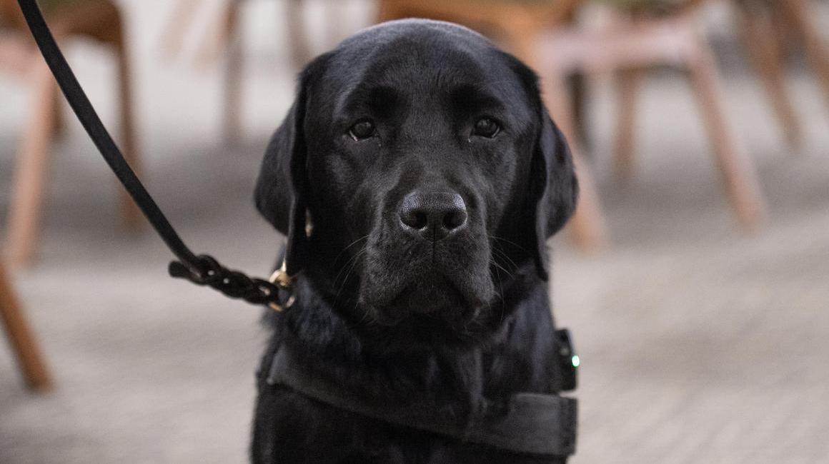 black labrador retriever on leash