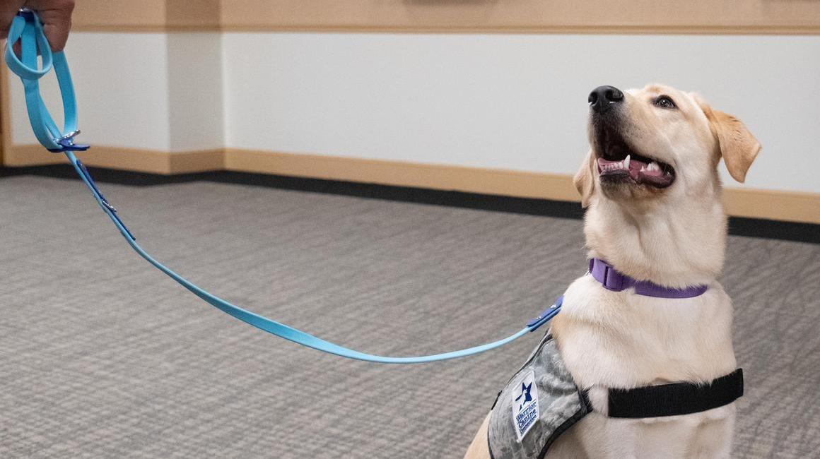 labrador retriever on leash