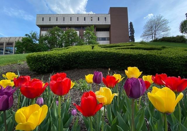 Tulips on campus with the Library in the background.