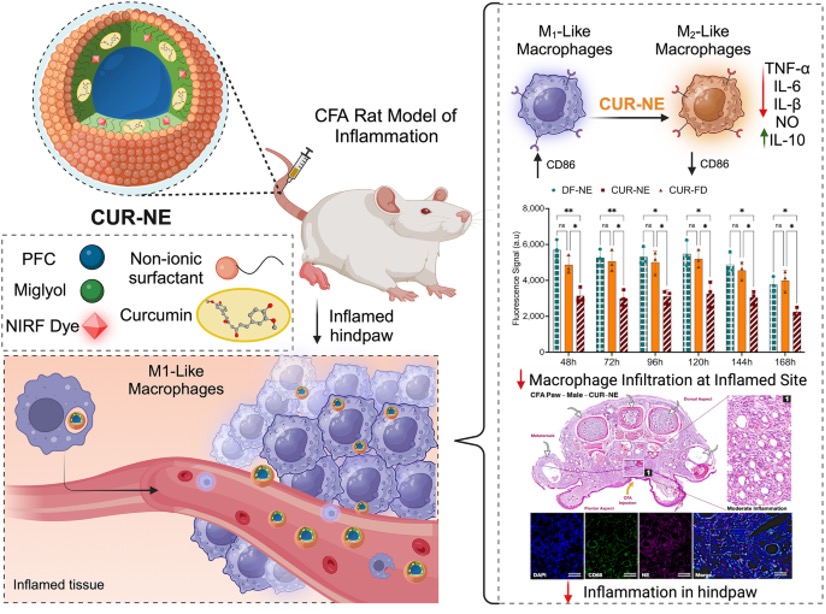 This image illustrates the therapeutic and diagnostic mechanism of a theranostic nanoemulsion (CUR-NE) in a Complete Freund’s Adjuvant (CFA) rat model of inflammation. Representative diagrams of the nanoparticle, the macrophages carrying nanoparticles in bloodstream, the change from M1 to M2 macrophage polarity and histological analysis of macrophage infiltration at the inflamed site are shown.
