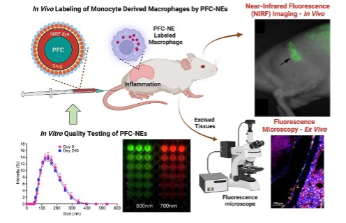 This schematic illustrates the multi-stage pipeline for the development and validation of theranostic perfluorocarbon nanoemulsions (PFC-NEs) for inflammatory research. The process begins with in vitro quality testing of PFC-NEs, including a particle size distribution graph and multi-well plate fluorescence imaging at 700 nm and 800 nm to confirm stability and labeling efficiency. In the in vivo labeling stage, a syringe administers PFC-NEs composed of a perfluorocarbon core, therapeutic drug, and near infrared fluorescent dye into a mouse model with localized inflammation. Monocyte derived macrophages internalize the nanoemulsions, enabling cellular labeling and tracking. The final stage demonstrates diagnostic validation through near infrared fluorescence imaging in vivo, where a green signal identifies the inflammatory site in the living subject, and fluorescence microscopy ex vivo, where excised tissues are analyzed to confirm cellular level delivery and localization within the tissue.