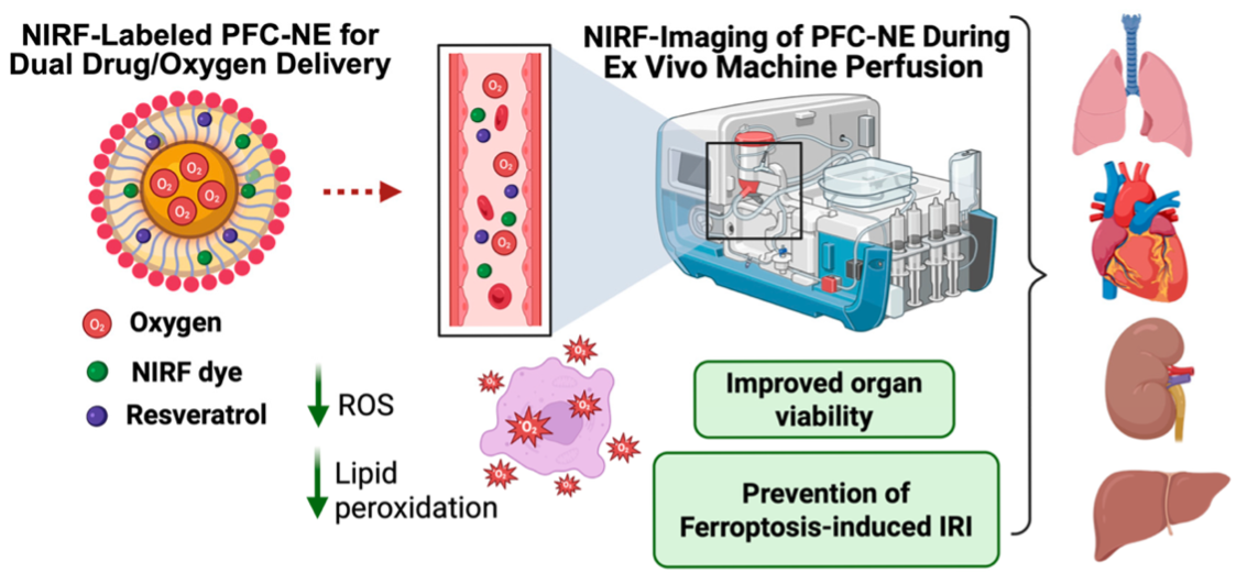 This image details the application of a perfluorocarbon nanoemulsion (PFC-NE) designed for dual drug and oxygen delivery during ex vivo machine perfusion to enhance organ transplantation outcomes. A NIRF Labeled PFC NE for Dual Drug Delivery Capabilities and Oxygen Delivery is shown via a schematic, as well as to how it transfers within the bloodstream. Once in the bloodstream, the Reactive Oxygen Species and Lipid Peroxidation amount decreases. NIRF Imaging of the perfluorocarbon nanoemulsions during ex vivo machine perfusion improved organ viability and prevented ferroptosis induced ischemic reperfusion injury, with the lungs, heart, kidney, and liver shown as representative organ pictures.