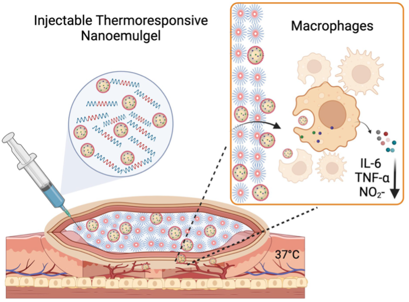 This schematic illustrates the function of an injectable thermoresponsive nanoemulgel for localized treatment of inflammation and immunosuppression provision. The diagram shows a syringe delivering the nanoemulgel formulation into a subcutaneous site where it solidifies at a body temperature of 37 degrees Celsius. Individual nanoemulsion droplets are then released from the gel matrix and internalized by nearby macrophages. This cellular uptake results in a therapeutic response characterized by a reduction in pro-inflammatory markers, specifically IL-6, TNF-alpha, and NO2.